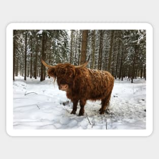 Scottish Highland Cattle Cow 1677 Sticker